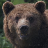 /album/zoovaria-dierentuinnieuws/dierenrijk-1-jpg/